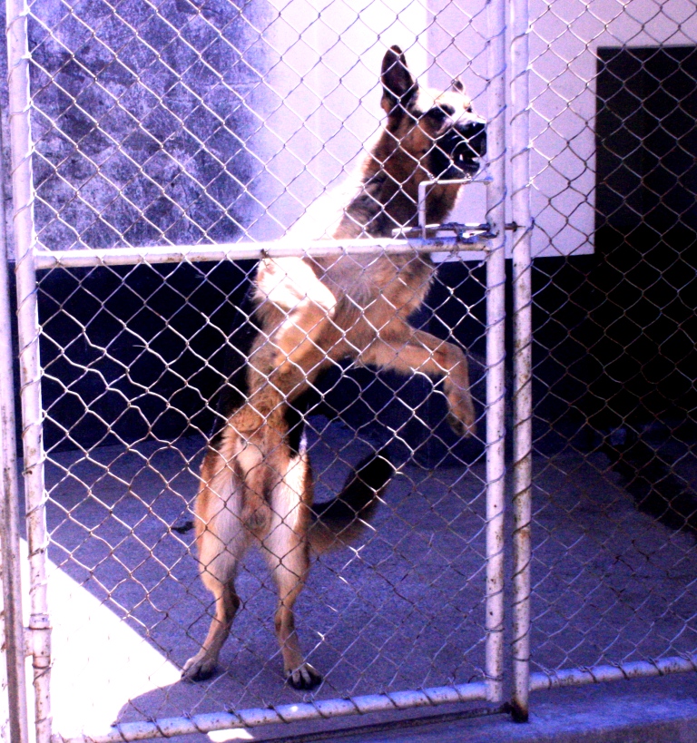 dogsite.jpg - 463.45 Kb